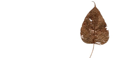 Obraz premium dry leaf isolated on white background 