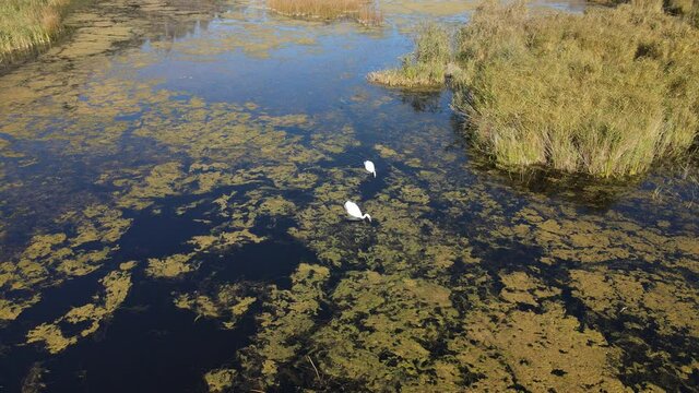 A par of swans on Lake Komosa.