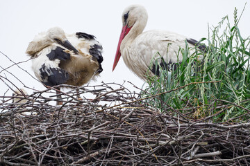 A baby white stork on a twig nest and an adult stork.