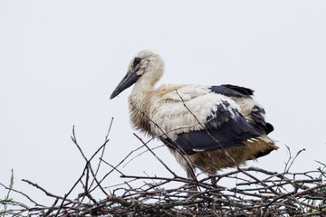 A baby white stork on a twig nest.