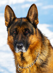 Dog german shepherd in a park in a winter day