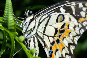 Naklejka na ściany i meble Posing butterfly on a plant macro close up