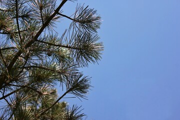 Green pine tree against the clear blue sky.