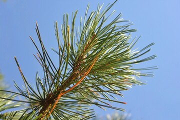 Naklejka premium pine branches against sky