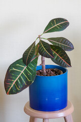 Cut part of the plant croton in a blue pot.