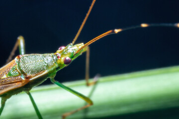 Green rice ear bug in the nature macro close up