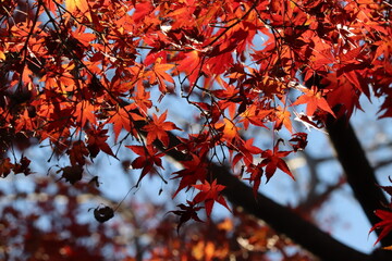 紅葉