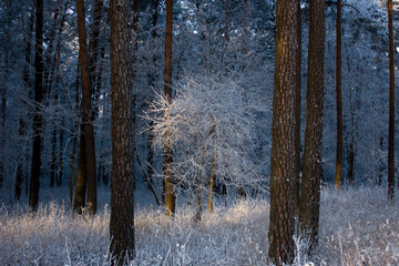 Outskirts of Grodno, Belarus. Winter landscape: Snowy forest and a beautiful little tree in hoarfrost lit by the sun.