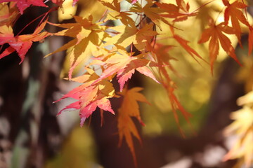 紅葉