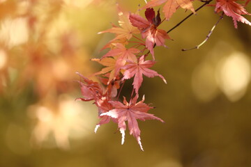 紅葉