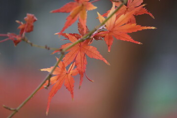 紅葉