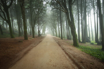 Path in a forest covered with mist and surrounded by trees. Beautiful mystical dark Foggy wood