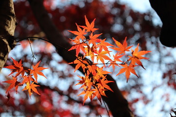 紅葉, 銀杏, モミジ, イチョウ, もみじ, いちょう, 秋, 落ち葉, 木, 空, 冬, 葉, 青空, 小枝, 風景