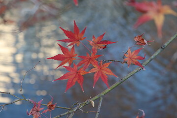 紅葉