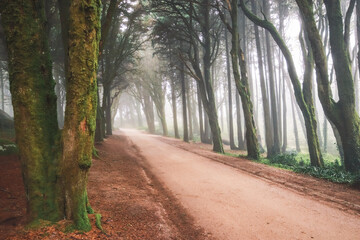 Path in a forest covered with mist and surrounded by trees. Beautiful mystical dark Foggy wood