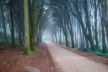 Obraz premium Path in a forest covered with mist and surrounded by trees. Beautiful mystical dark Foggy wood