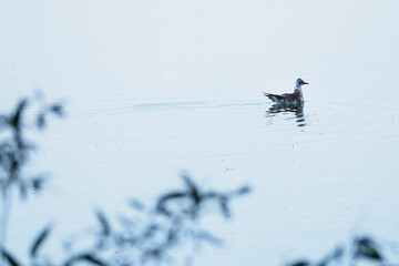 A baby seagull cackles floating on the surface.