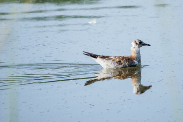 A baby seagull cackles floating on the surface.