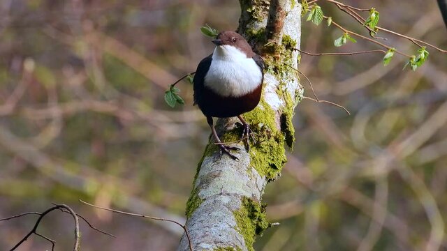 White-throated Dipper (Cinclus cinclus)