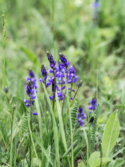 Purple wild meadow flowers in the meadow