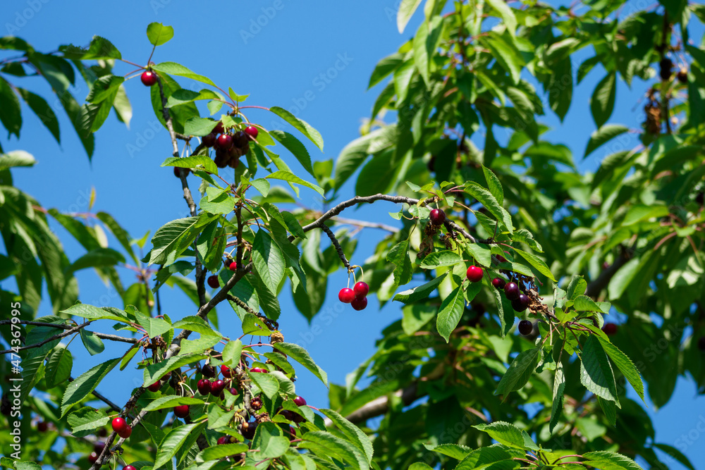 Sticker red cherries on a tree branch.