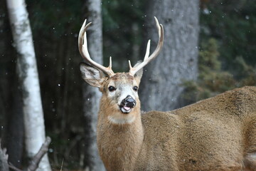 Elk in the wild