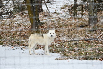 White wolf in Winter
