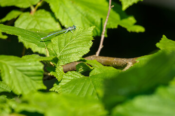 Wisp - thin dragonfly chiffon seated.