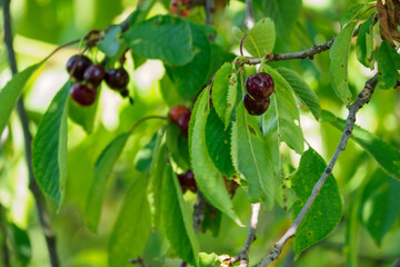 Red cherries on a tree branch.