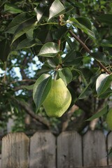 pear on tree