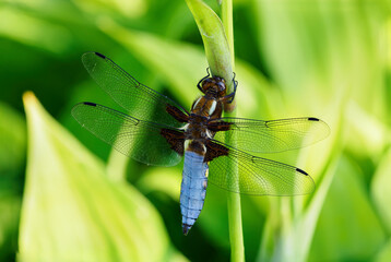 A dragonfly blue sitting on a plant in nature.