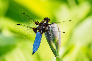 A dragonfly blue sitting on a plant in nature.