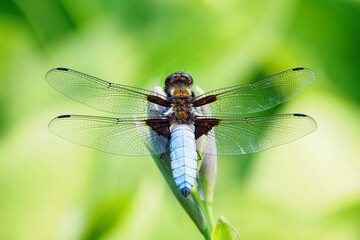 A dragonfly blue sitting on a plant in nature.