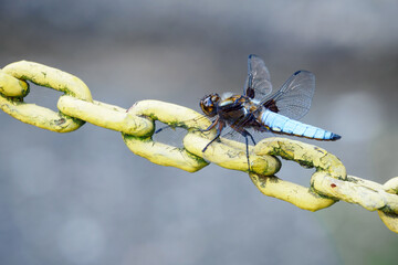 A dragonfly blue sitting on a yellow chain.