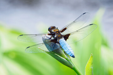 A dragonfly blue sitting on a plant in nature.