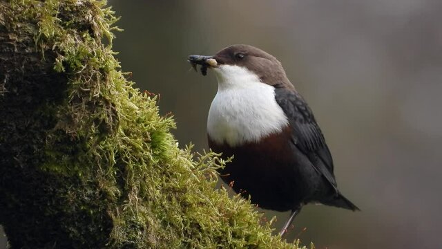 Wasseramsel (Cinclus cinclus)
