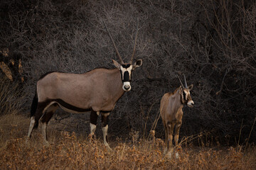 Two Gemsbok Antelopes (Oryx gazella) in Etosha National Park, Namibia. South Africa