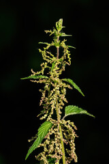 Top of nettle with flowers.