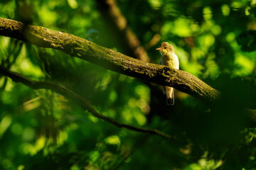 Brown bird on a branch in the forest with a green background.