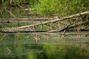 Duck with cubs floating on the lake in front of fallen trunks.