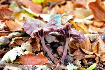 Autumn Fruiting Fungi