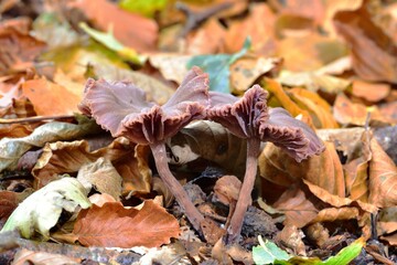 Autumn Fruiting Fungi