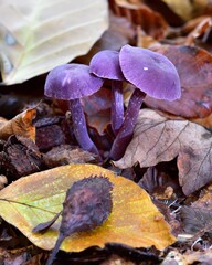 Autumn Fruiting Fungi