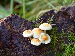 Autumn Fruiting Fungi
