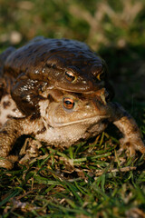 Common Toad (Bufo Bufo)