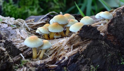 Fototapeta premium Autumn Fruiting Fungi
