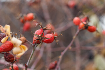 branch with rose hips in autumn with leaves