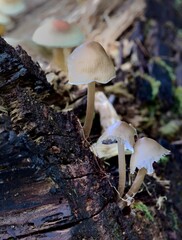 Autumn Fruiting Fungi