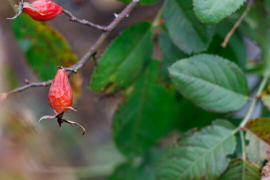 branch with rose hips in autumn with leaves