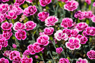Pink flowers of small carnations in nature.